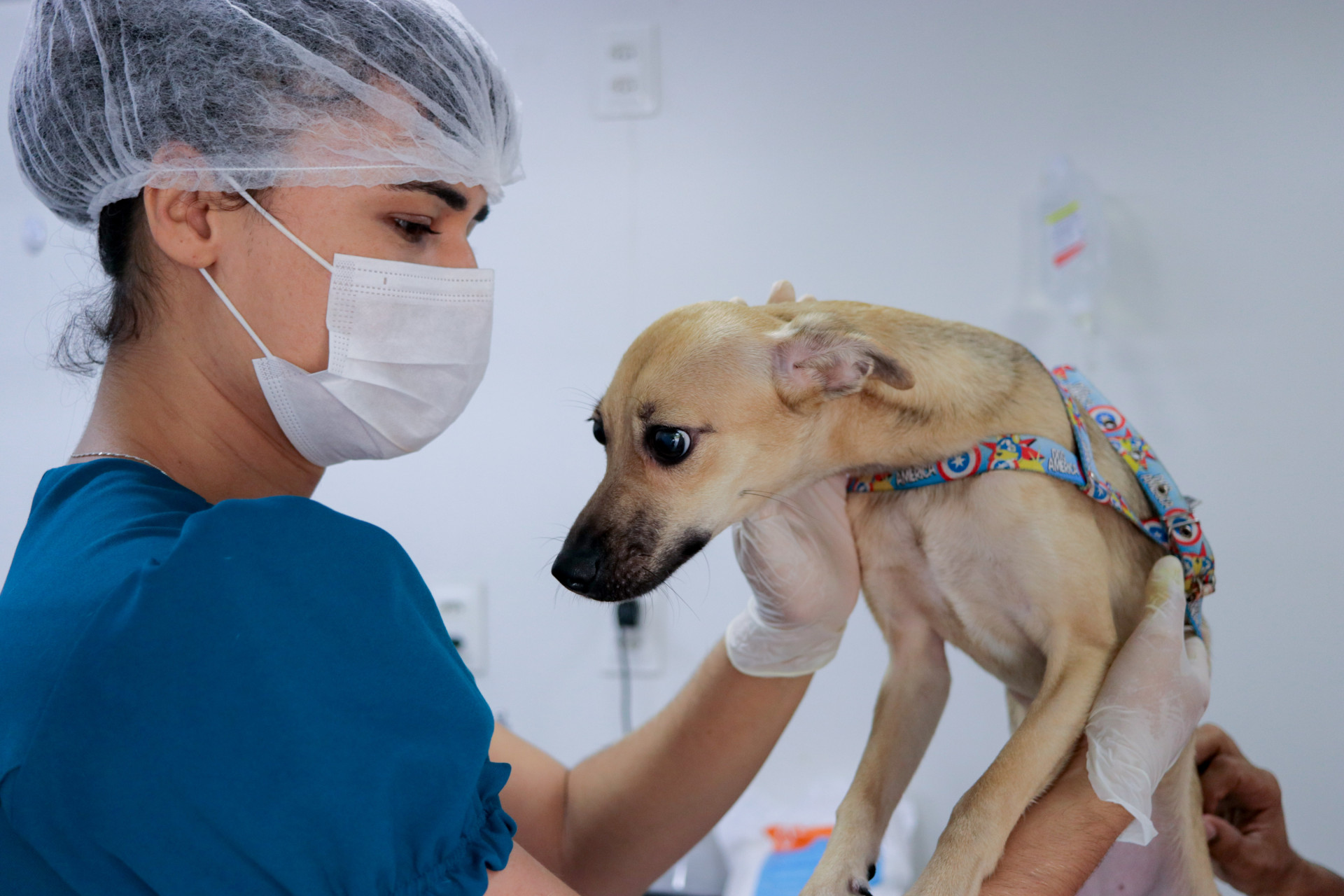 A importância da castração para o animal (Foto: Samuel Setubal)