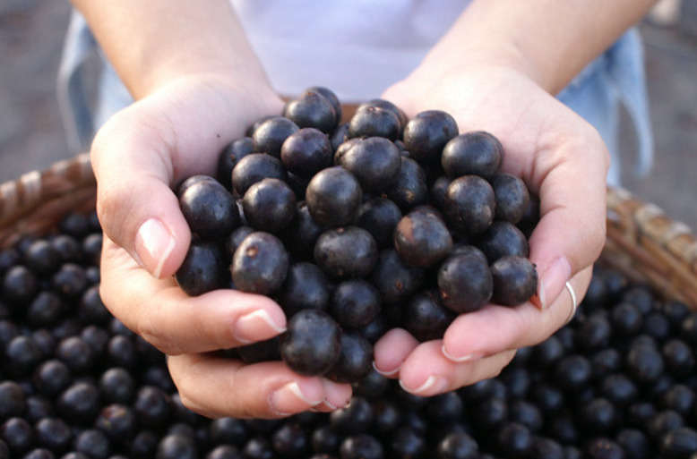 O açaí foi eleito recentemente a sétima melhor fruta do mundo. O fruto amazônico ganha cada vez mais popularidade. É rico em antioxidantes, nutrientes e fibras que podem trazer diversos benefícios para a saúde.