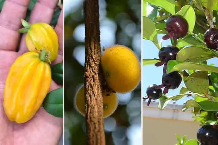 A Mata Atlântica, uma das florestas tropicais mais ricas em biodiversidade do mundo, é o ambiente natural de muitas frutas nativas.