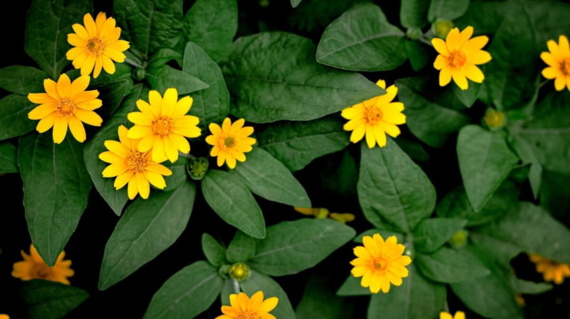 A arnica é uma planta valorizada por suas diversas propriedades medicinais (Imagem: Luiz Tandiono | Shutterstock) 