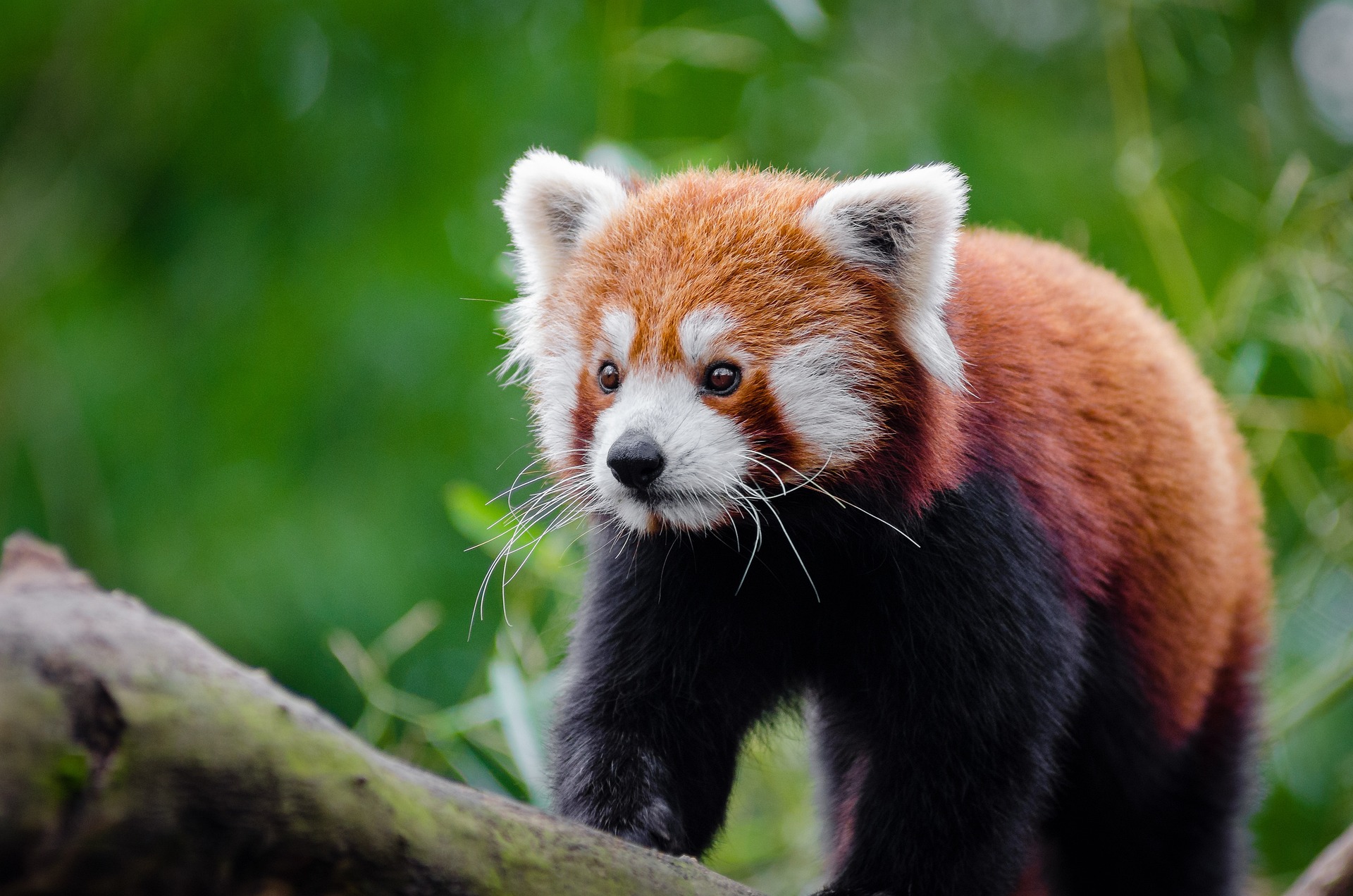 Até o lançamento do filme “Red - Crescer é uma Fera”, o panda-vermelho era um animal pouco conhecido. Com o sucesso da animação, muita gente teve curiosidade para saber a origem do animal.