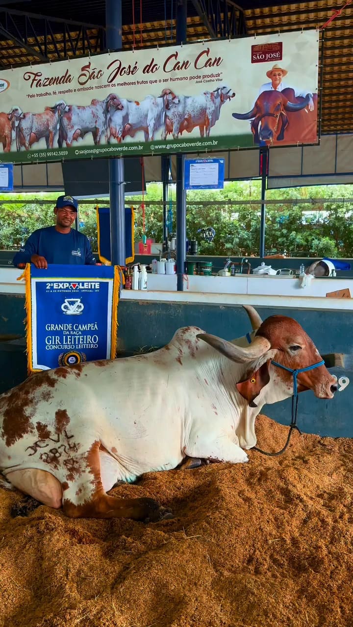 A vaca Darlin FIV Cabo Verde, da raça Gir Leiteiro, estabeleceu um novo recorde mundial de produção de leite. Foi durante a 2ª Exposição Interestadual do Gir Leiteiro,  em Uberaba, Minas Gerais. 
