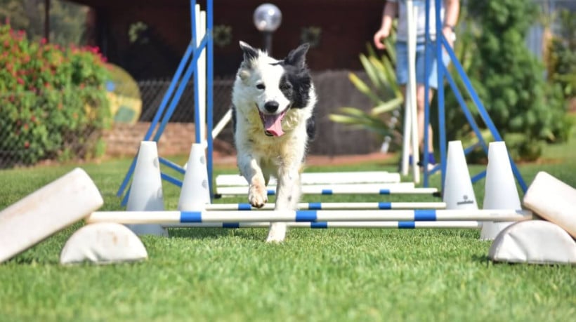 Alguns cachorros se destacam pela inteligência (Imagem: Marcel Blanc | Shutterstock) 