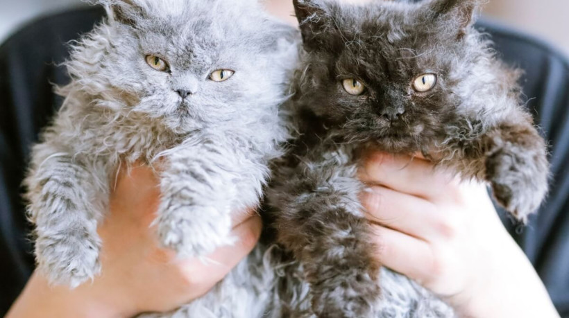 Gatos com pelagem cacheada se destacam dos demais (Imagem: Jilin Su | Shutterstock) 