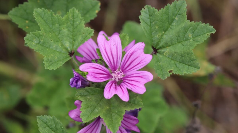 A malva é uma planta que oferece diversos benefícios à saúde (Imagem: Lewis Pidoux | Shutterstock)