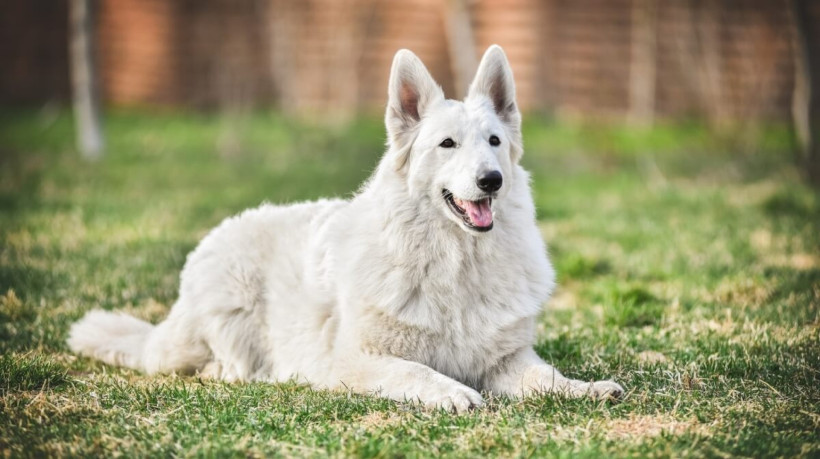 O pastor branco suíço é um cachorro de porte médio a grande (Imagem: Oksamutnaya
| Shutterstock)  