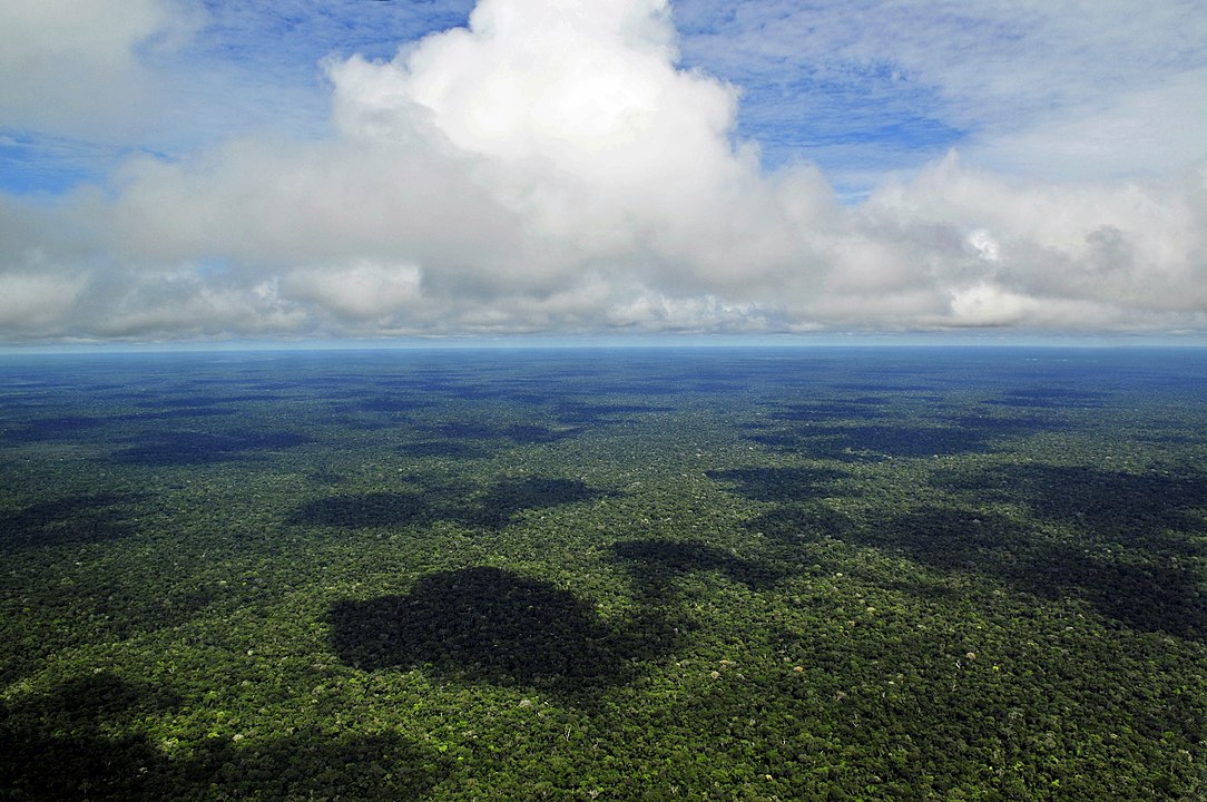 O dia da Amazônia comemora-se nesta quinta-feira (5/9). O dia é um marco que faz lembrar da necessidade urgente de conservar esse bioma. 
