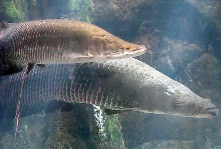 A fauna marinha brasileira é destaque pela sua variedade de espécies. Confira quais são os maiores peixes de água doce do nosso país!