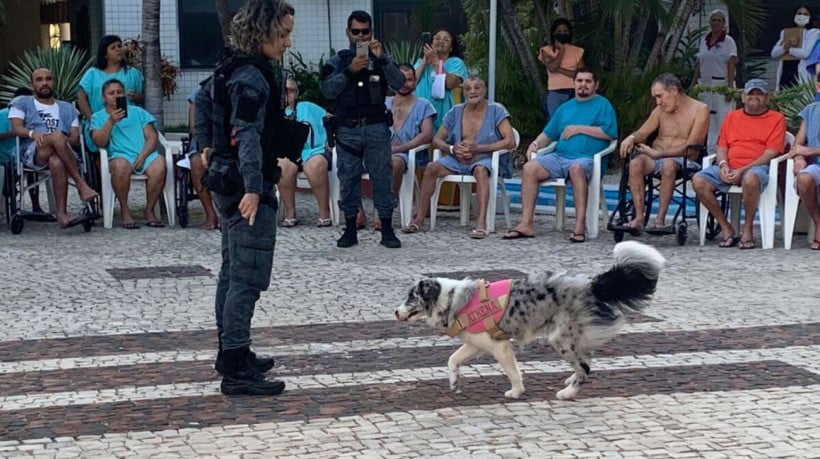 Treinados para atuar em diversas situações de risco, os cães podem também desempenhar um papel terapêutico