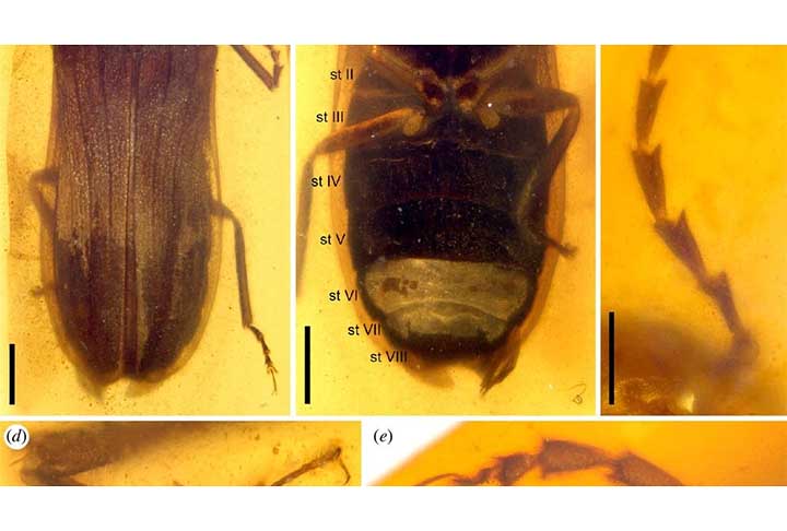 A Idade dos Dinossauros pode parecer ser muito diferente dos dias atuais, porém também tem suas semelhanças. Afinal, cientistas encontraram uma nova espécie 