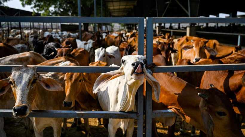 Vacas mantidas em um gaushala (estábulo) perto da Usina de Biogás Barsana, uma instalação de produção de biogás comprimido (CBG) em Barsana, no estado de Uttar Pradesh, no norte da Índia  