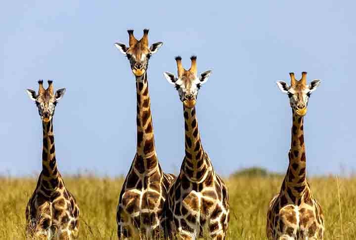 Que os pescoços das girafas são das características mais impactantes do mundo animal, ninguém duvida. Mas você sabia que existe diferença de tamanho entre o pescoço do macho e o da fêmea? Saiba outras curiosidades sobre esse carismático animal.