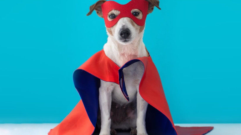 Nomes de cachorros inspirados em personagens da Marvel e DC expressam uma homenagem aos heróis e vilões icônicos das franquias (Imagem: Demkat | Shutterstock) 