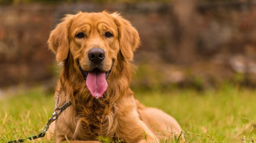 Os cães lideram o ranking de animais mais populares no país e algumas raças se destacam por sua natureza carinhosa (Imagem: neelsky |  Shutterstock) 