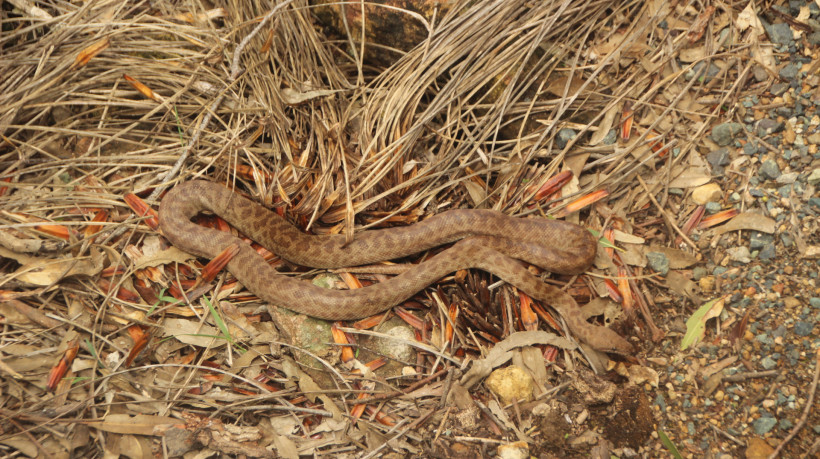 Imagem meramente ilustrativa. Por conta da grande quantidade de serpentes, mais de 70% da vegetação da floresta de Guam encontra-se ameaçada de extinção 