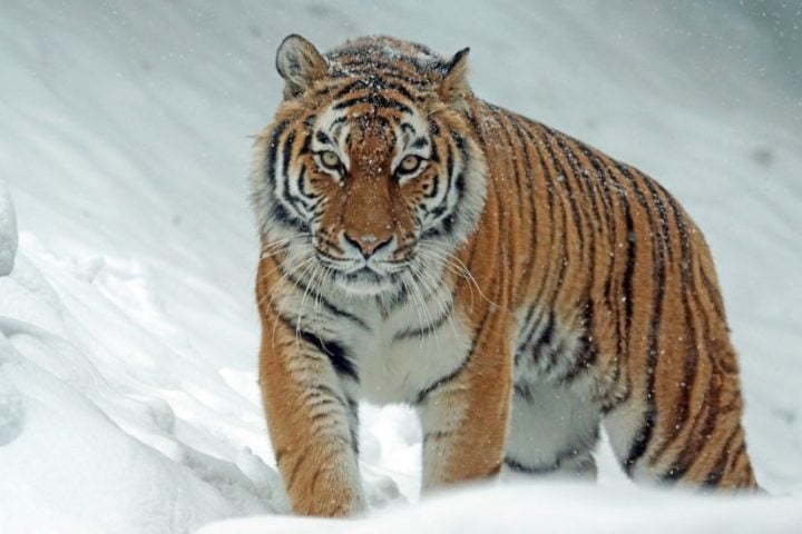 Após 70 anos de extinção, o Tigre-Siberiano foi reintroduzido em seu habitat natural graças aos esforços de especialistas que se uniram e se empenharam pela preservação da espécie. 