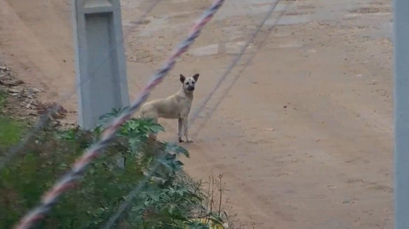 Os animais, oito filhotes e dois adultos, foram deixados por um homem na beira de uma estrada