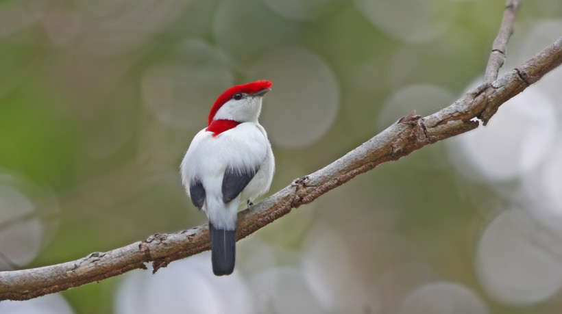 Soldadinho do Araripe é símbolo da Chapada do Araripe no Cariri