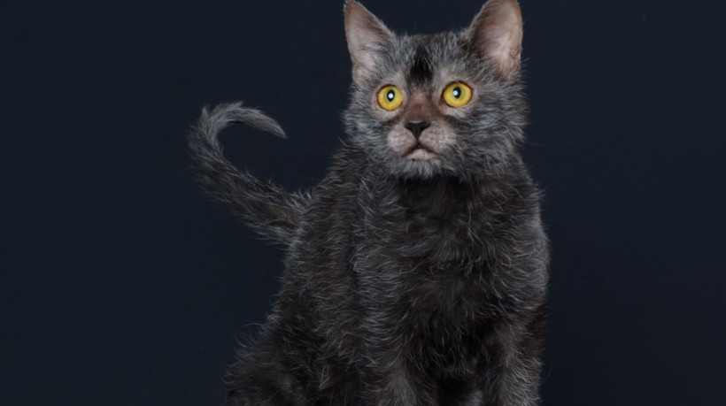 O lykoi é uma raça considerada rara e lembra o mítico lobisomem (Imagem: Cicafotos | Shutterstock) 