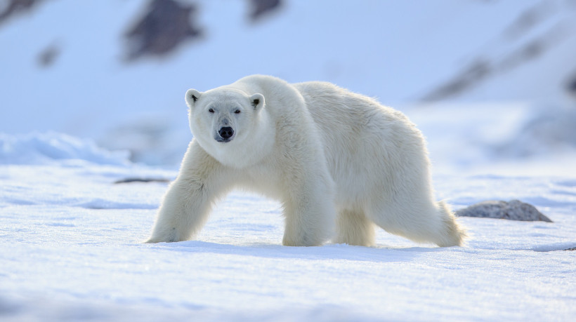 Para casos de ataques de urso polar, a vítima nunca deve se fingir de morta, mas sim revidar.