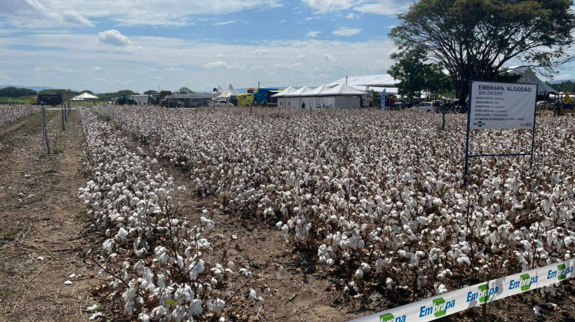 Campo experimental do 