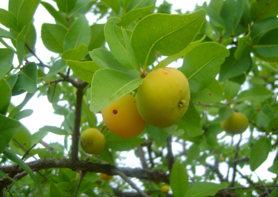 Você conhece a Fruta chamada cagaita? Típica do Cerrado brasileiro, ela tem polpa suculenta e sabor levemente ácido. Seu nome deriva de seu efeito laxante quando consumida em excesso. Rica em nutrientes, é tradicionalmente utilizada por comunidades locais em preparações culinárias e medicinais.