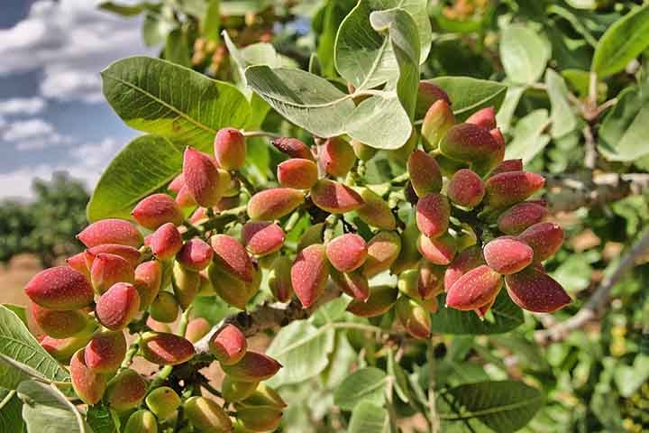 Repleto de benefícios para a saúde, um alimento tem atraído os amantes da culinária brasileira pelo sabor e pela versatilidade. É o pistache. Consumido desde 7 mil antes de Cristo, ele é uma oleaginosa que se destaca tanto nas sobremesas, quanto em pratos salgados. 