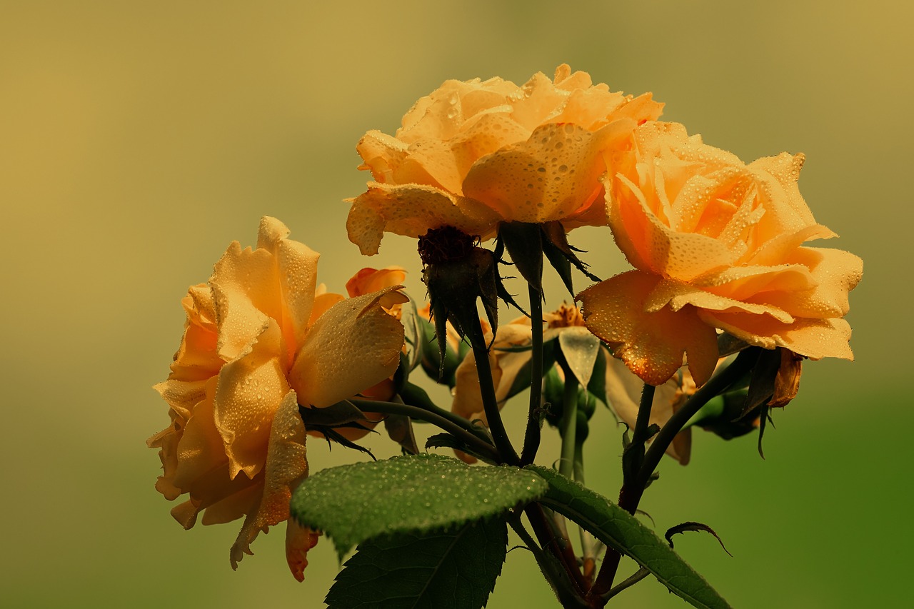 Além de ser um símbolo de amor e romance, as rosa são famosas por serem 