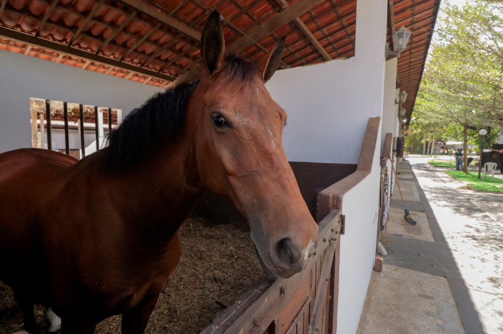 Cavalo no Sítio Siel Camará, localizado no Aquiraz(Foto: Samuel Setubal)