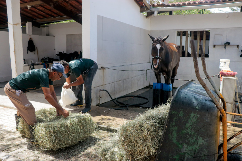 Os custos para manter os cavalos em hípicas são caros(Foto: Samuel Setubal)