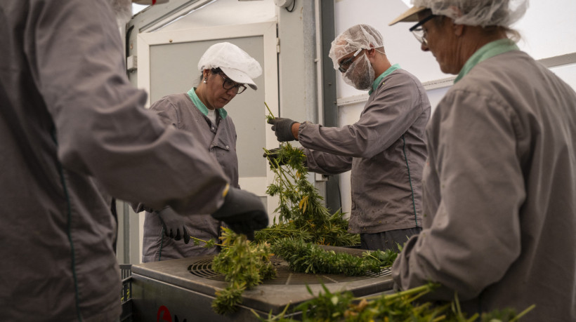 Os funcionários processam plantas de maconha colhidas na plantação de cannabis de propriedade da empresa farmacêutica FAI Therapeutics da Iberfar. Portugal é umcentro para a cannabis medicinal na Europa