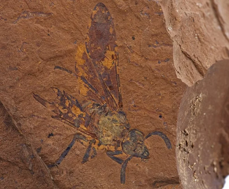 Pesquisadores encontraram em Novas Gales do Sul, na Austrália, o fóssil de uma espécie extinta e até então desconhecida de mosca-serra. O inseto fossilizado tem entre 11 e 15 milhões de anos. 
