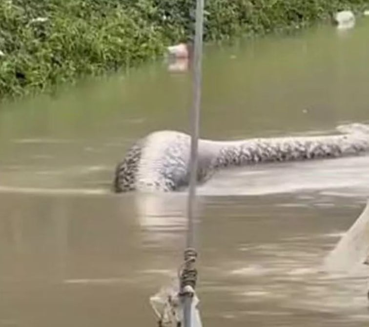 Um exemplar da maior espécie de cobra do mundo apareceu em uma rua na província de Pattani, na Tailândia. Vídeo publicado no jornal “The Bangkok Post” mostrou uma píton-reticulada de 6 metros na via tomada pela água após uma enchente. Na filmagem é possível ver que a cobra estava bastante inchada, o que levantou suspeitas de que possa ter se alimentado de algum animal doméstico na região. 
