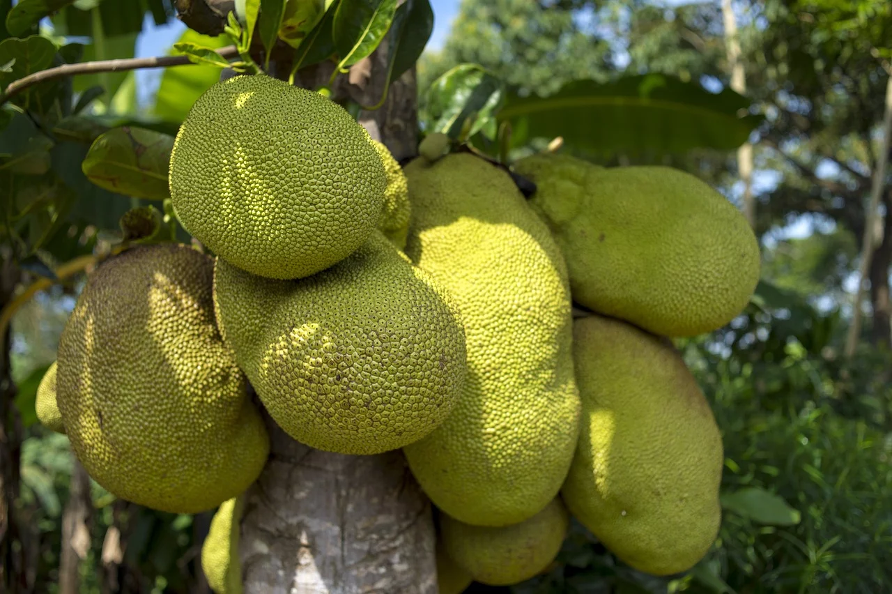 Considerada a maior fruta de árvore do mundo, já que pode atingir 35 kg, a jaca é rica em nutrientes que trazem benefícios importantes para a saúde. Cultivada em regiões tropicais, ela se espalhou pelo Brasil após a chegada dos portugueses e trouxe sabor à culinária nacional. 