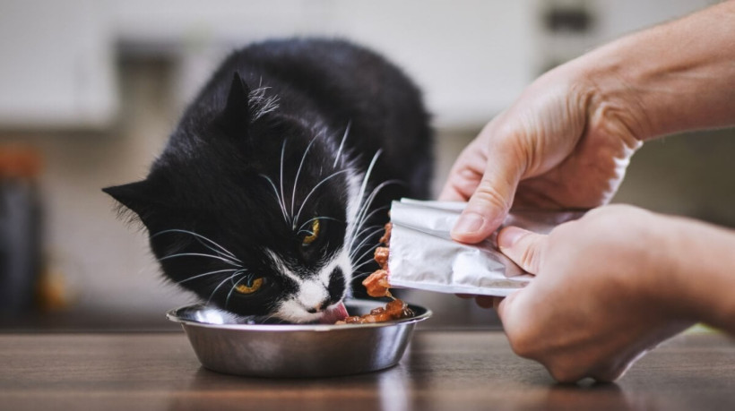 Alguns sabores são irresistíveis para os gatos (Imagem: Jaromir Chalabala | Shutterstock)