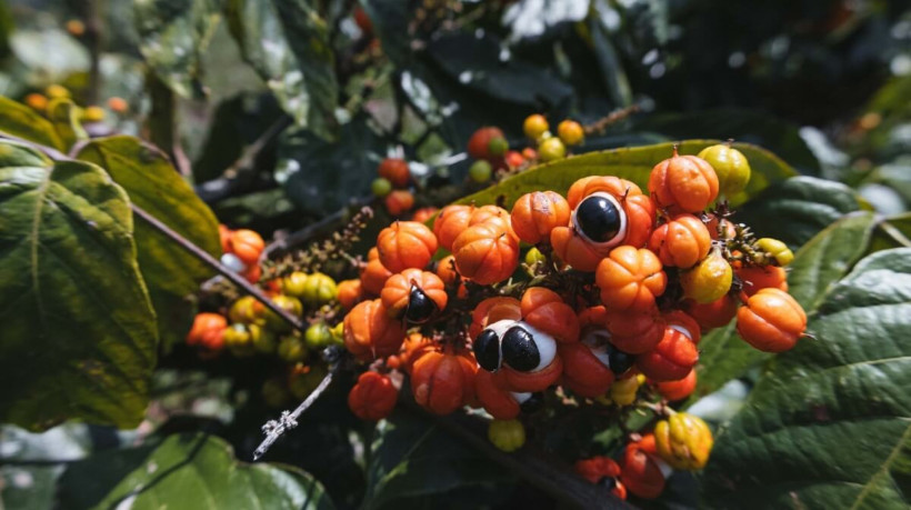 O guaraná tem propriedades que favorecem a saúde geral do corpo (Imagem: JustLary | Shutterstock)