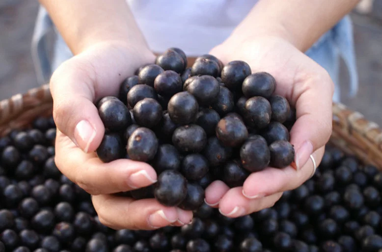 O açaí foi eleito recentemente a sétima melhor fruta do mundo. O fruto amazônico, que ganha cada vez mais popularidade, é rico em antioxidantes, nutrientes e fibras que podem trazer diversos benefícios para a saúde.