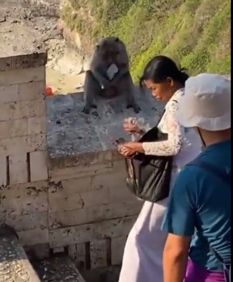 Recentemente, viralizou nas redes sociais um vídeo com cena bastante inusitada: um macaco entrega o aparelho celular para uma mulher depois que ela dá alimentos ao animal. O FLIPAR mostrou e republica para quem não viu.