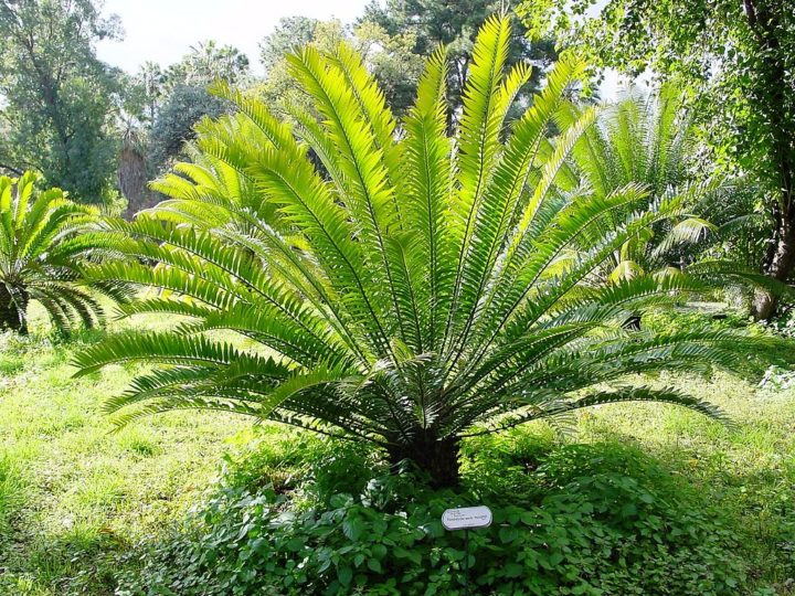 Uma planta que está à beira da extinção recebeu o título de 