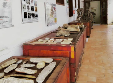 Museu de Pré-História de Itapipoca (MUPHI) abriga pesquisas e tem exposições sobre o período Quaternário, quando viveu a chamada megafauna 