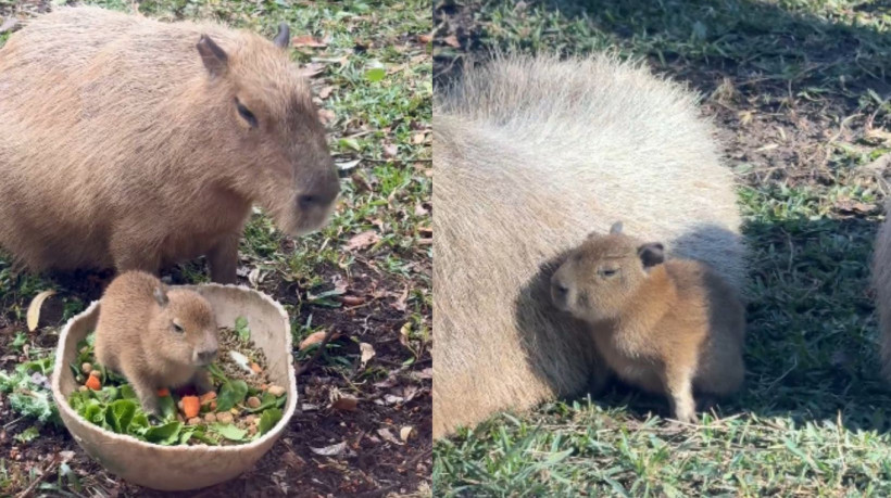 Conheça o filhote de capivara Tupi, que inspirou nome de criptomoeda e viralizou nos EUA