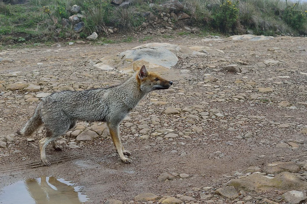 Você conhece o animal chamado graxaim-do-campo?  Com o nome científico de Lycalopex Gymnocercus, ele assemelha-se a uma raposa. 
É encontrado em países como Brasil, Argentina, Uruguai e Paraguai. Seu nome vem do termo indígena 