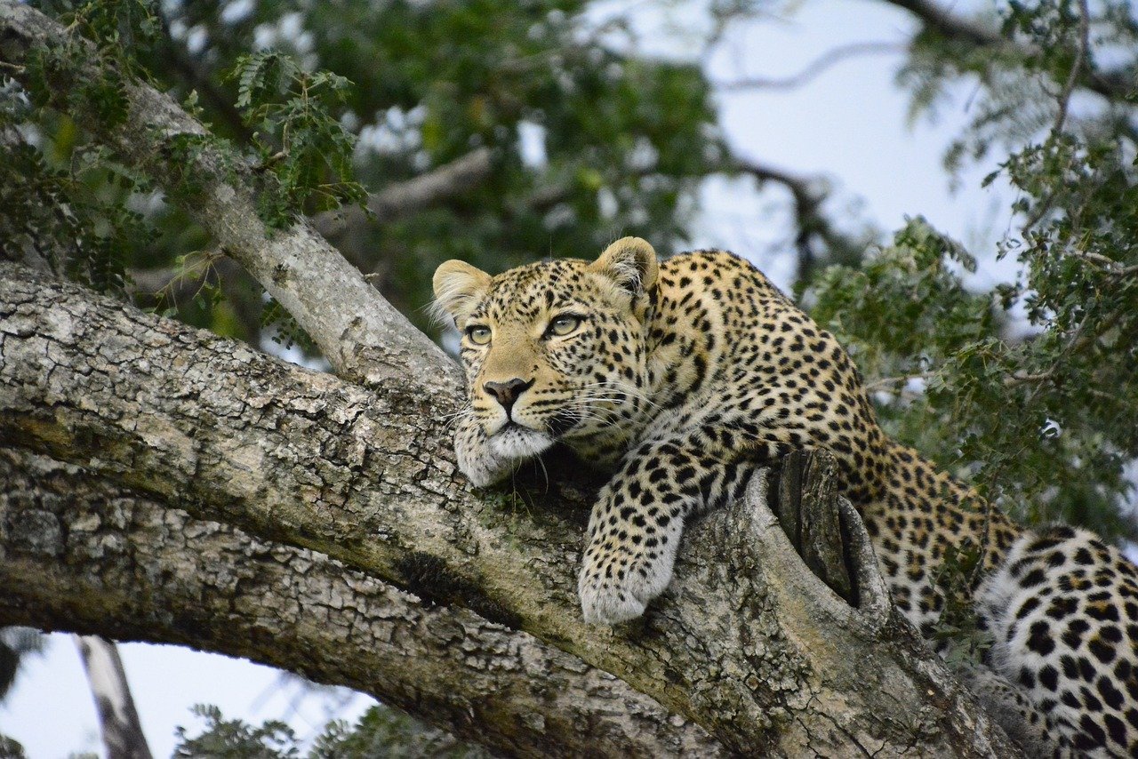 Animais como búfalos, elefantes, leões, rinocerontes e leopardos se destacaram ao longo dos anos como os 