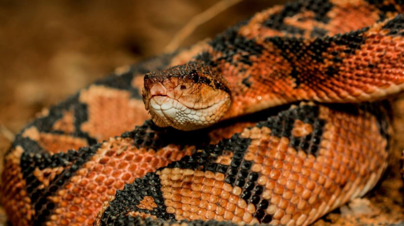 As cobra peçonhentas se destacam por seu veneno potente e características únicas (Imagem: Vampflack | Shutterstock) 