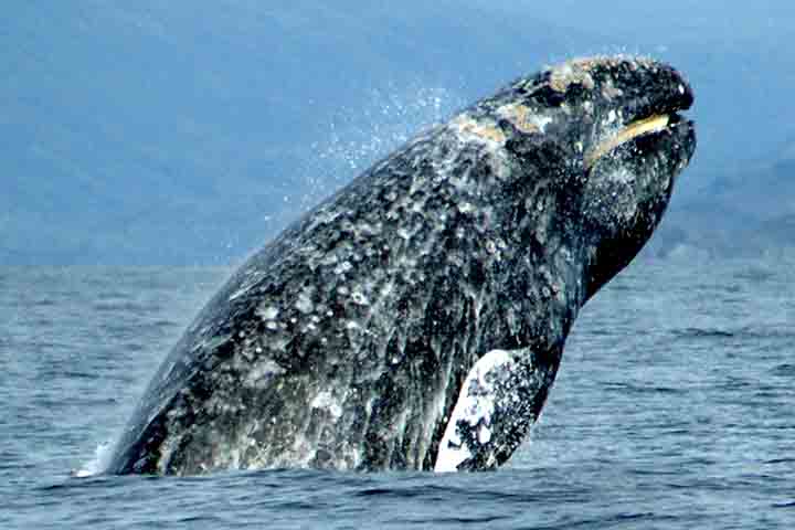 Ao fazer um voo de monitoramento na costa leste dos EUA, próximo à região de Nantucket, pesquisadores do New England Aquarium, avistaram uma baleia que mergulhava e ressurgia na superfície da água. O animal chamou a atenção e foi descoberto ser um tipo de mamífero raro.