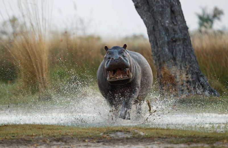 Os hipopótamos são animais ferozes, que, apesar da aparência de tontos, estão entre os mais perigosos do planeta. Histórias não faltam sobre eles. E uma delas desbanca a ideia de que os leões são reis da Selva. 