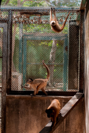 Macacos, assim como algumas espécies de aves, dependem da formação de um grupo para sobreviver na natureza(Foto: Samuel Setubal)