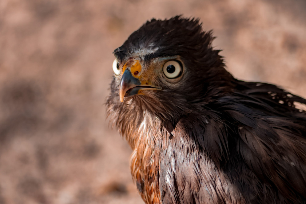 Todos os seres vivos, dos grandes mamíferos às microscópicas bactérias, cumprem funções ecológicas crucias para o equilíbrio ambiental e para a existência humana(Foto: Samuel Setubal)