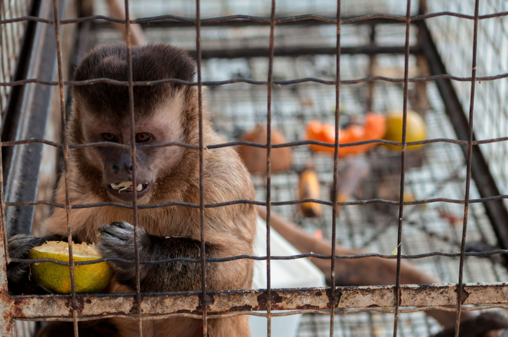 Macaco-prego no Cetras-CE está nos estágios iniciais de reabilitação(Foto: Samuel Setubal)