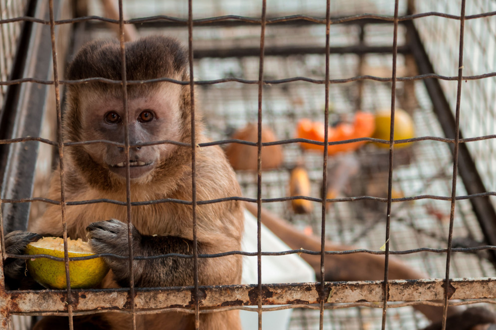 No Cetras-CE e no Instituto Pró-Silvestre, macacos são reabilitados para voltar à natureza(Foto: Samuel Setubal)